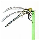 Foto-Forum BEFO-2014-  005